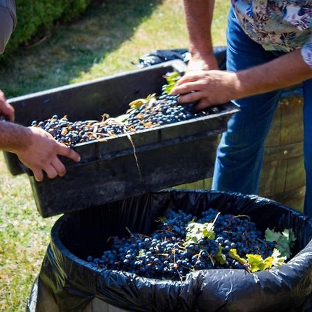Todoroff Wine Residence 布莱斯托维特萨 外观 照片